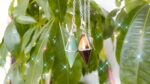 Two crystal pendulums, one green, one brown, hanging from chains.  Green leaves in background.